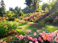 International Rose Test Garden