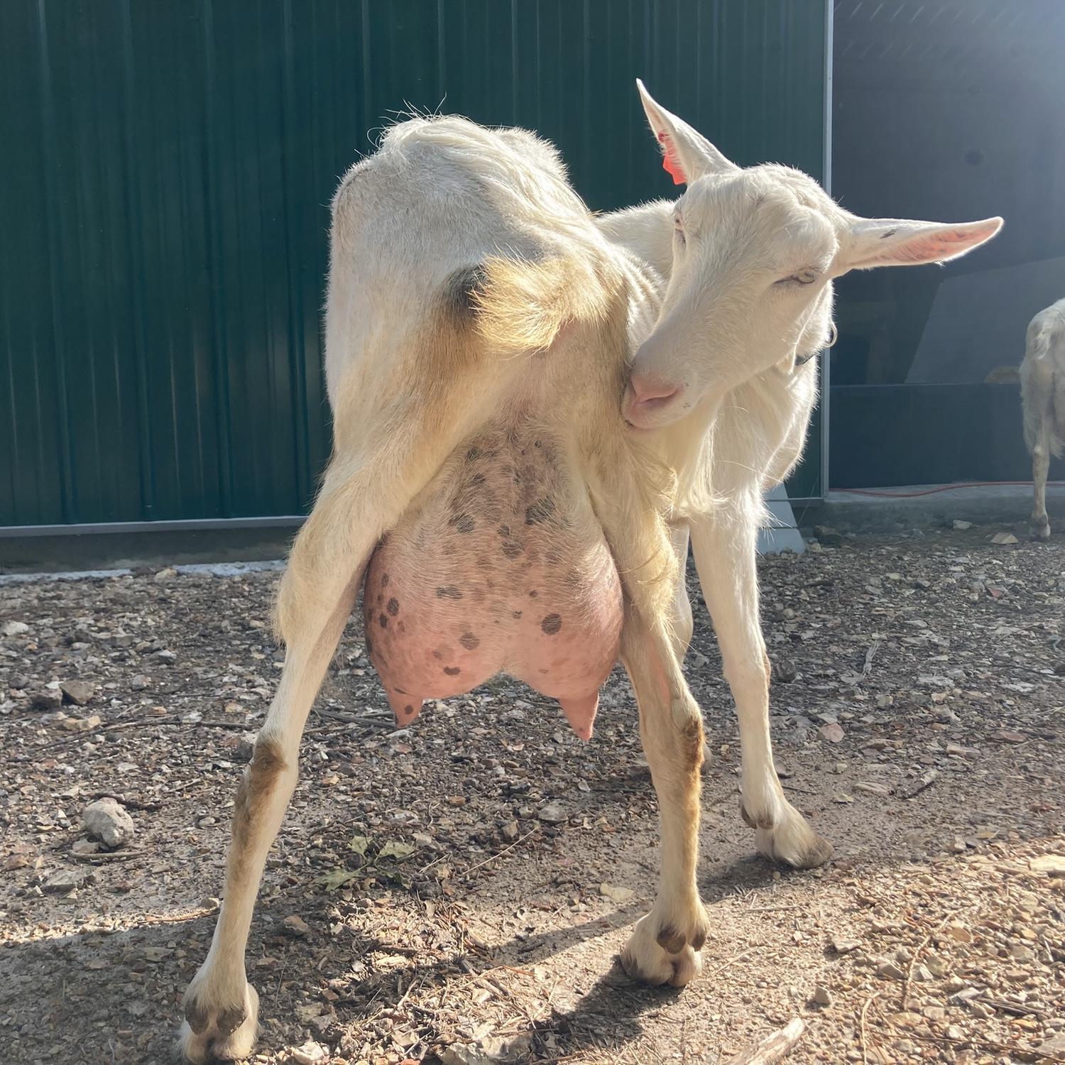 Full udders on our girl, Penny!