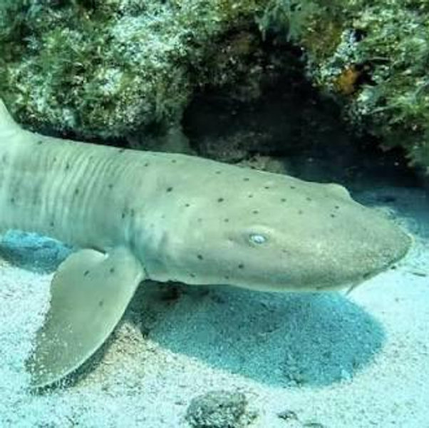 Snorkeling with nurse sharks