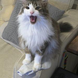Lilac's Socks Fund