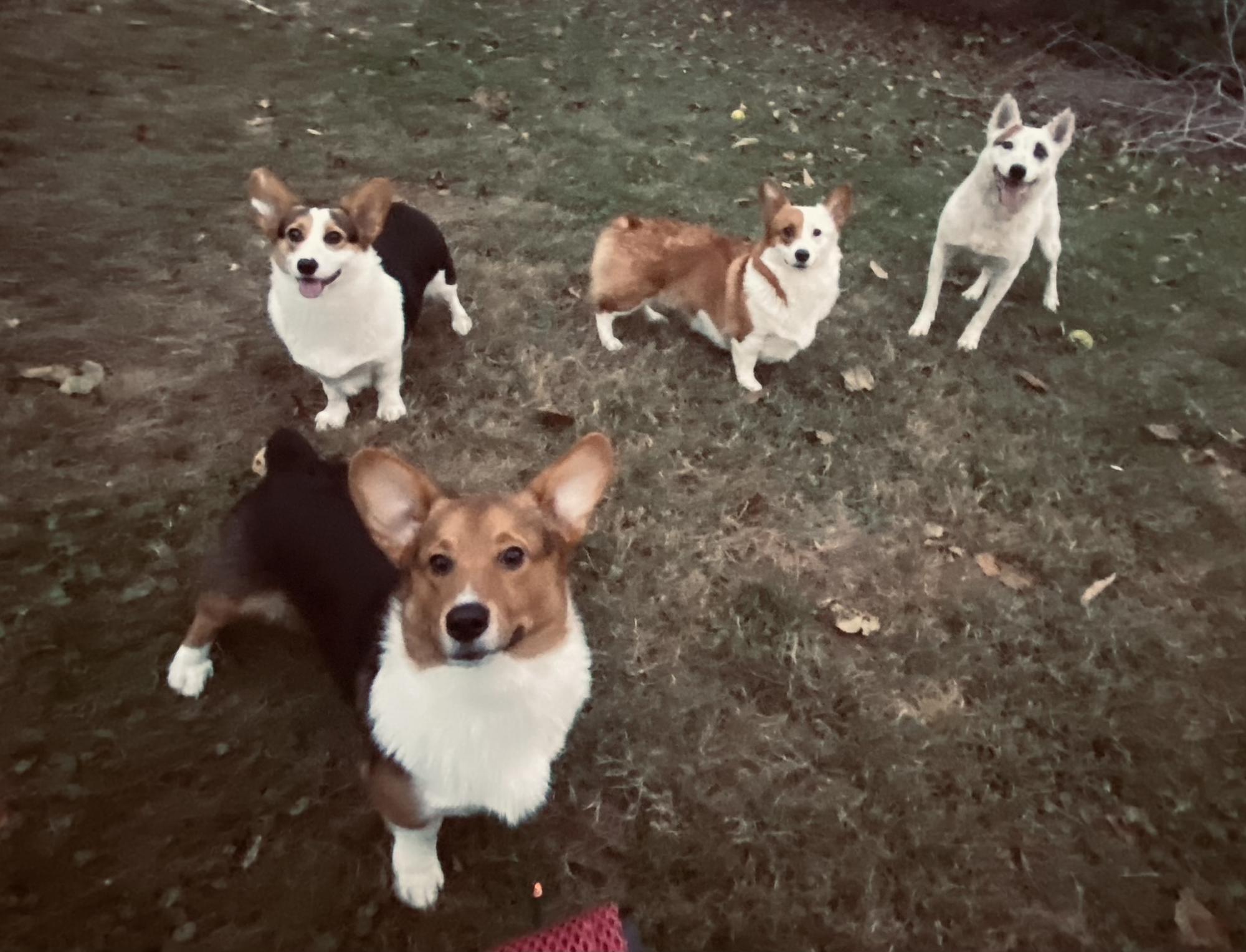 Willow, Oaklynn, Chance And Archie