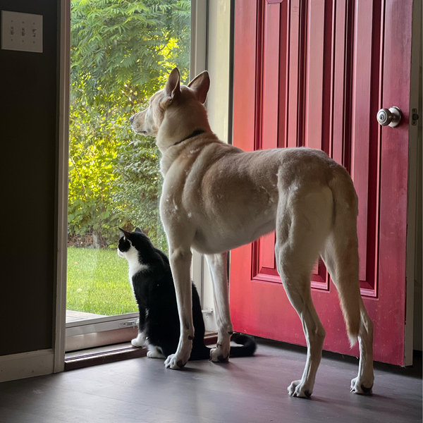 Pet Sitter