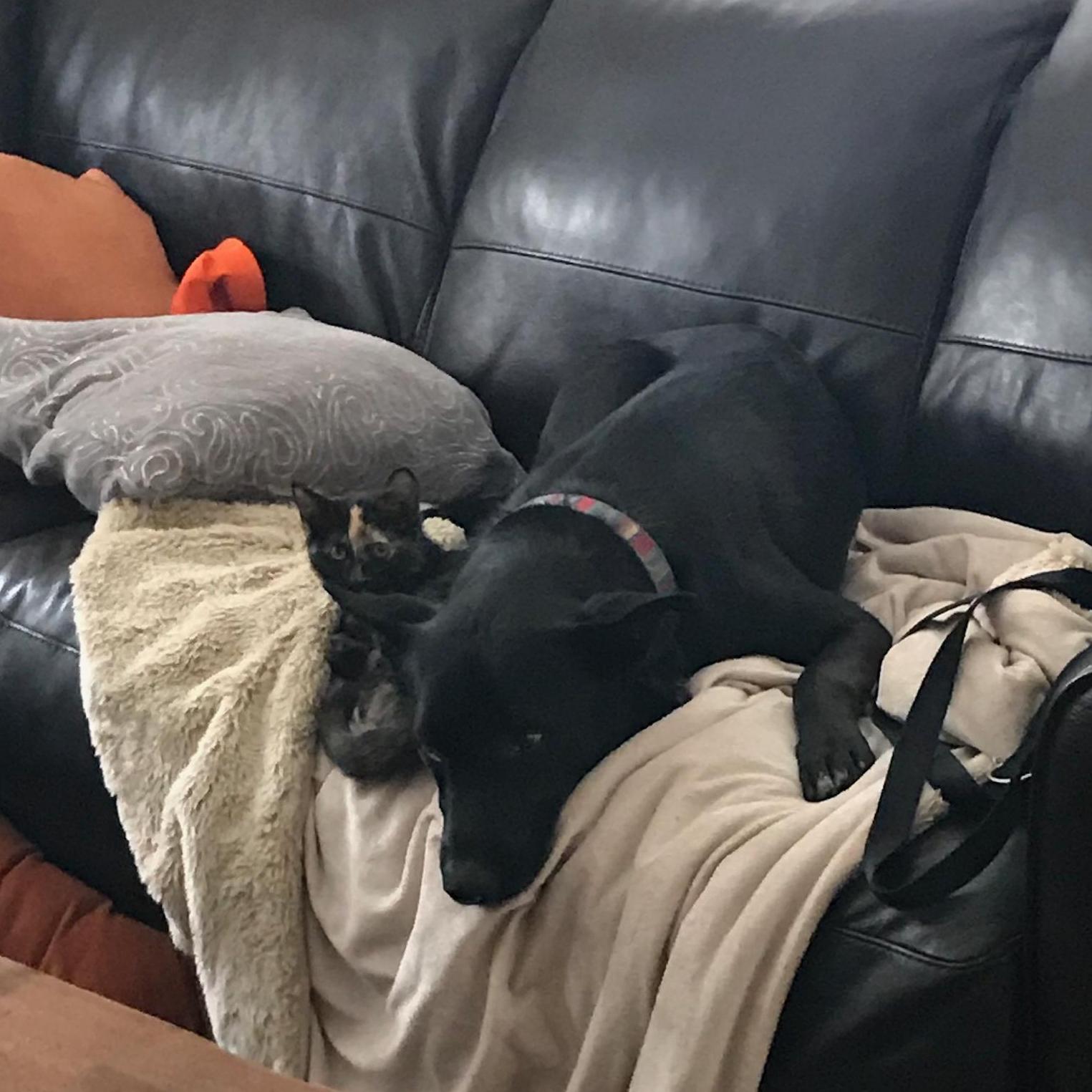 Rio the dog and Tequila the cat