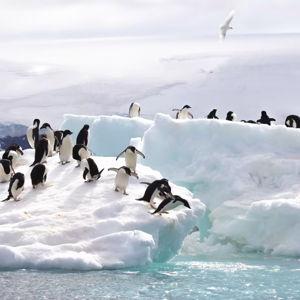 Honeymoon in Antarctica!