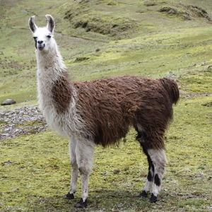 Llama Trekking Adventure at Divine Llama Vineyards