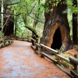 Muir Woods Tours