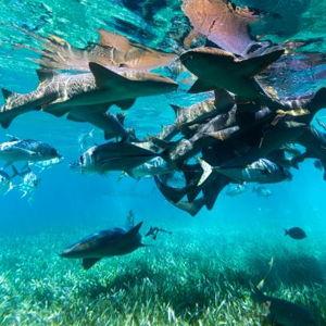Beyond the Reef Honeymoon Excursion