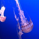Monterey Bay Aquarium