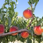 Palisade Peach Shack Local Market & Fruit Stand