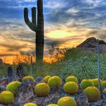 Desert Botanical Garden