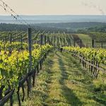 Blenheim Vineyards