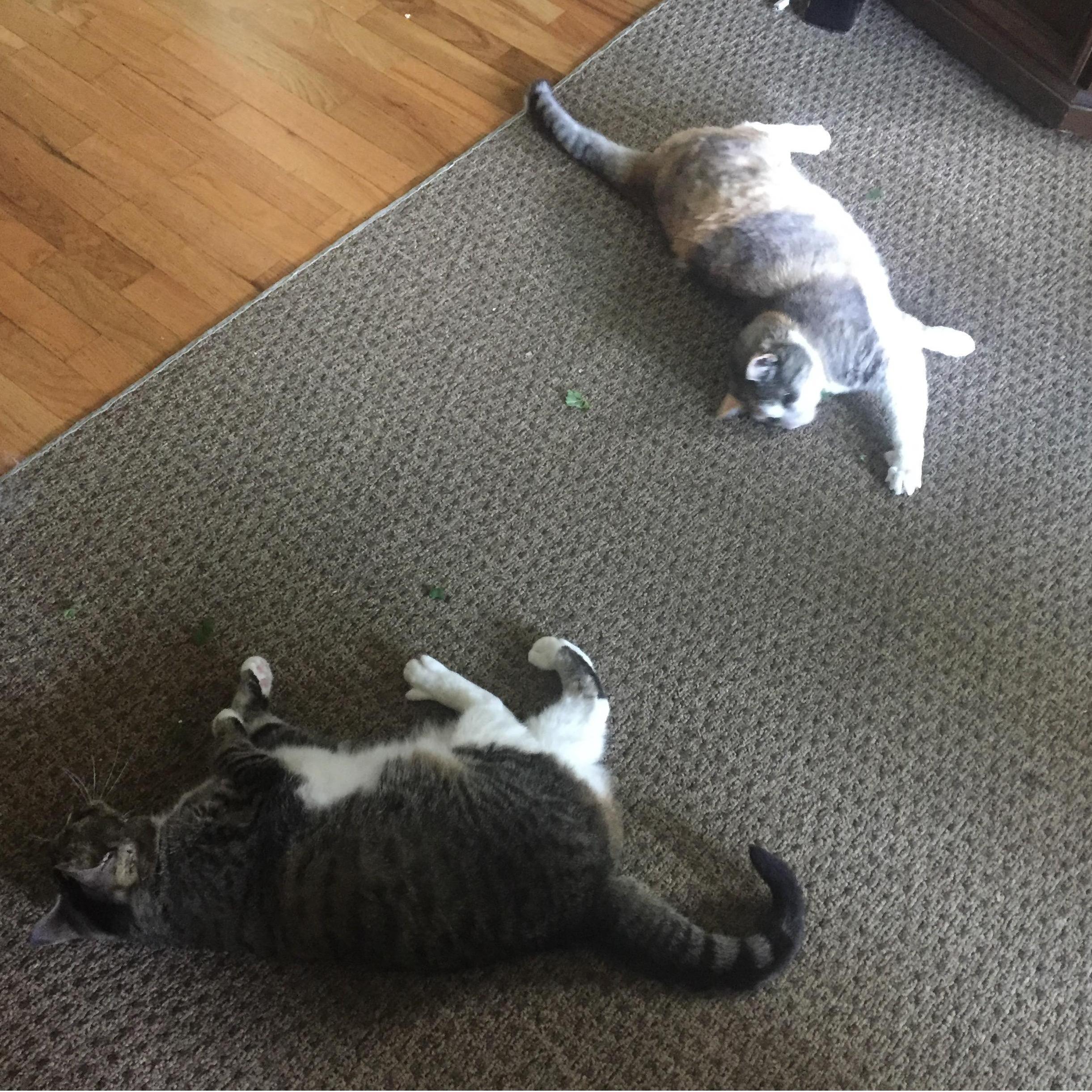 Our kitties playing enjoying catnip together.