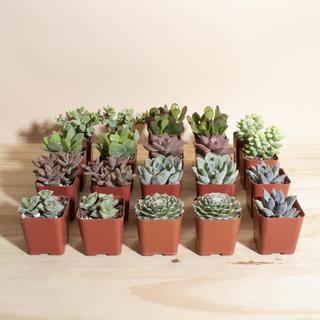 Mini Assorted Succulents, Set of 20