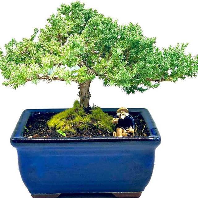 Live Dwarf Juniper Bonsai Tree 7 Year Old | Juniper or Jade Bonsai Tree | Indoor/Outdoor | 100% Handcrafted| Home and Office Décor | Best Gift for Holiday