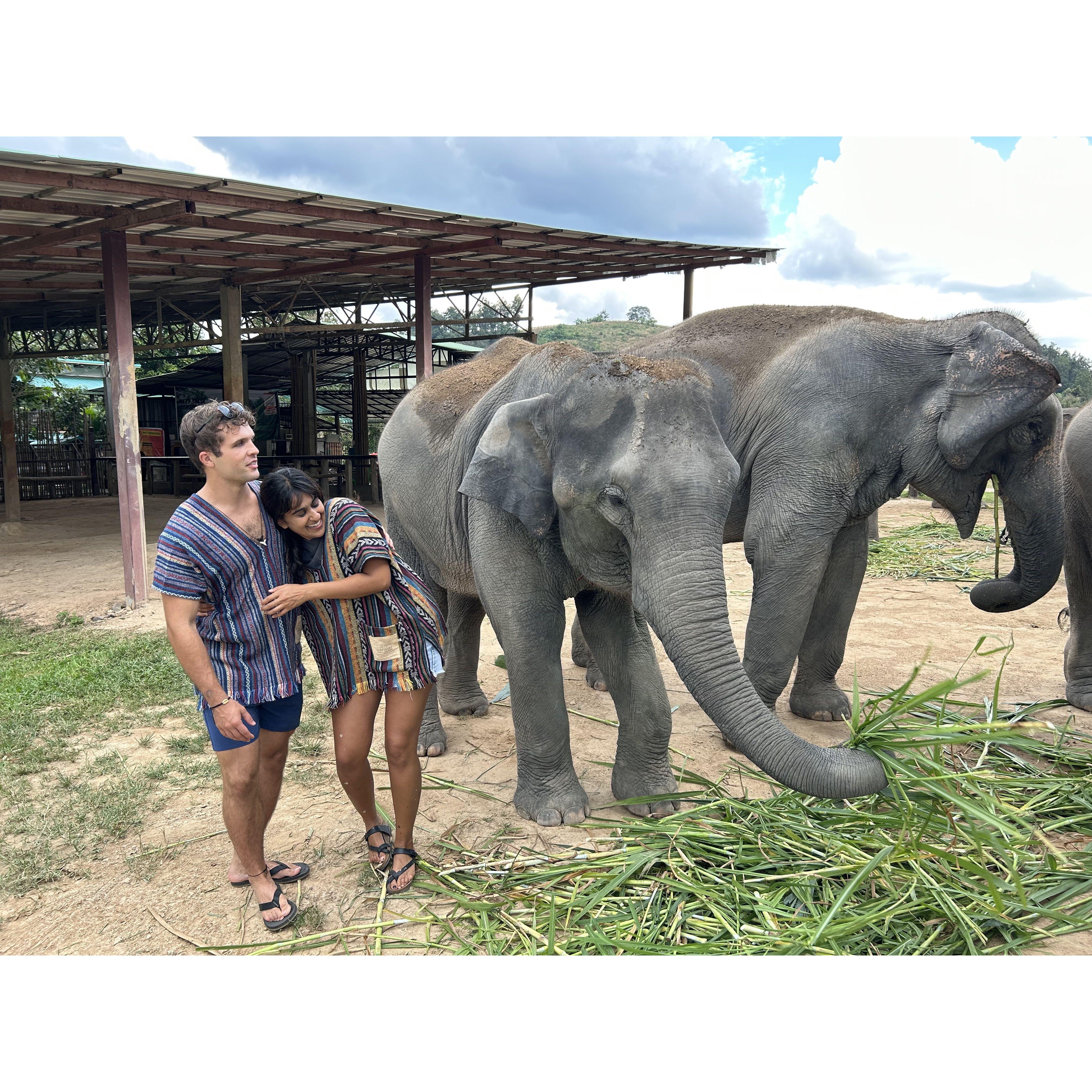 Elephants in Chang Mai with friends!