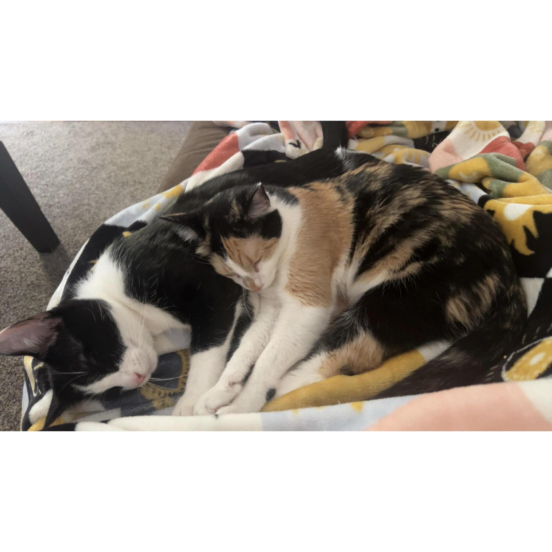 Our babies! Prim and Milo.