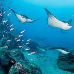 Galapagos Islands