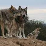 California Wolf Center