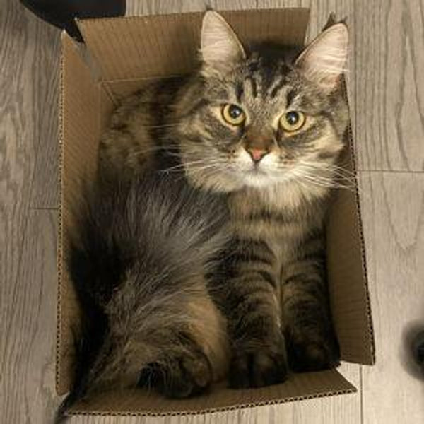 Emma's Cat Sitter (pay with Venmo)