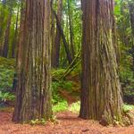 Hendy Woods State Park
