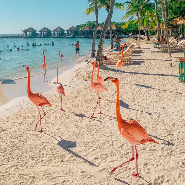 Honeymoon excursion to flamingo beach!