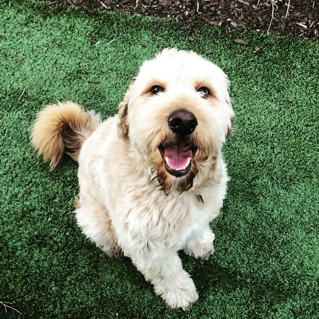Fence fund for our dog
