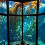 Monterey Bay Aquarium