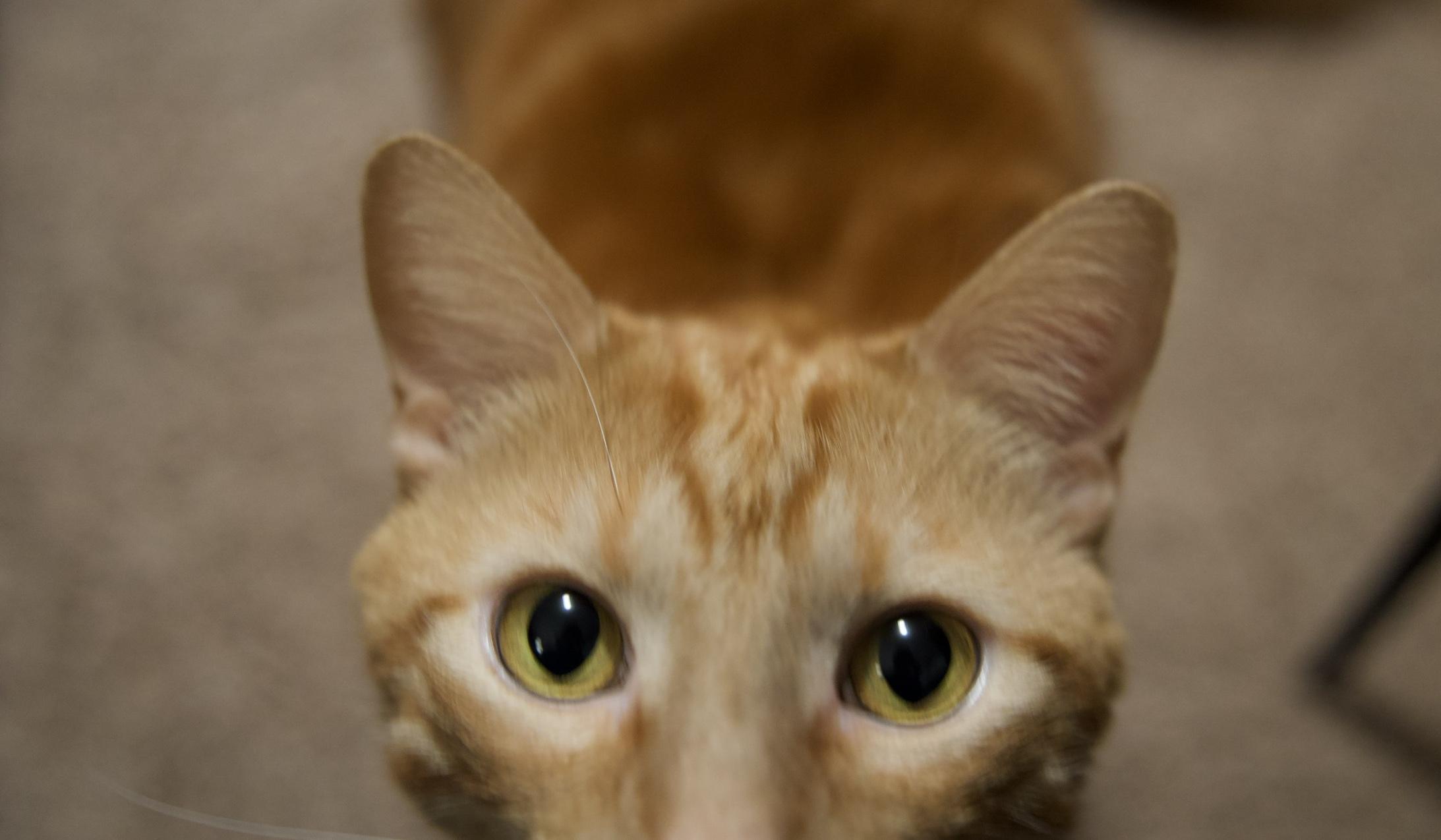 The Wedding Website of Ellie Braly and Wylie Hardee