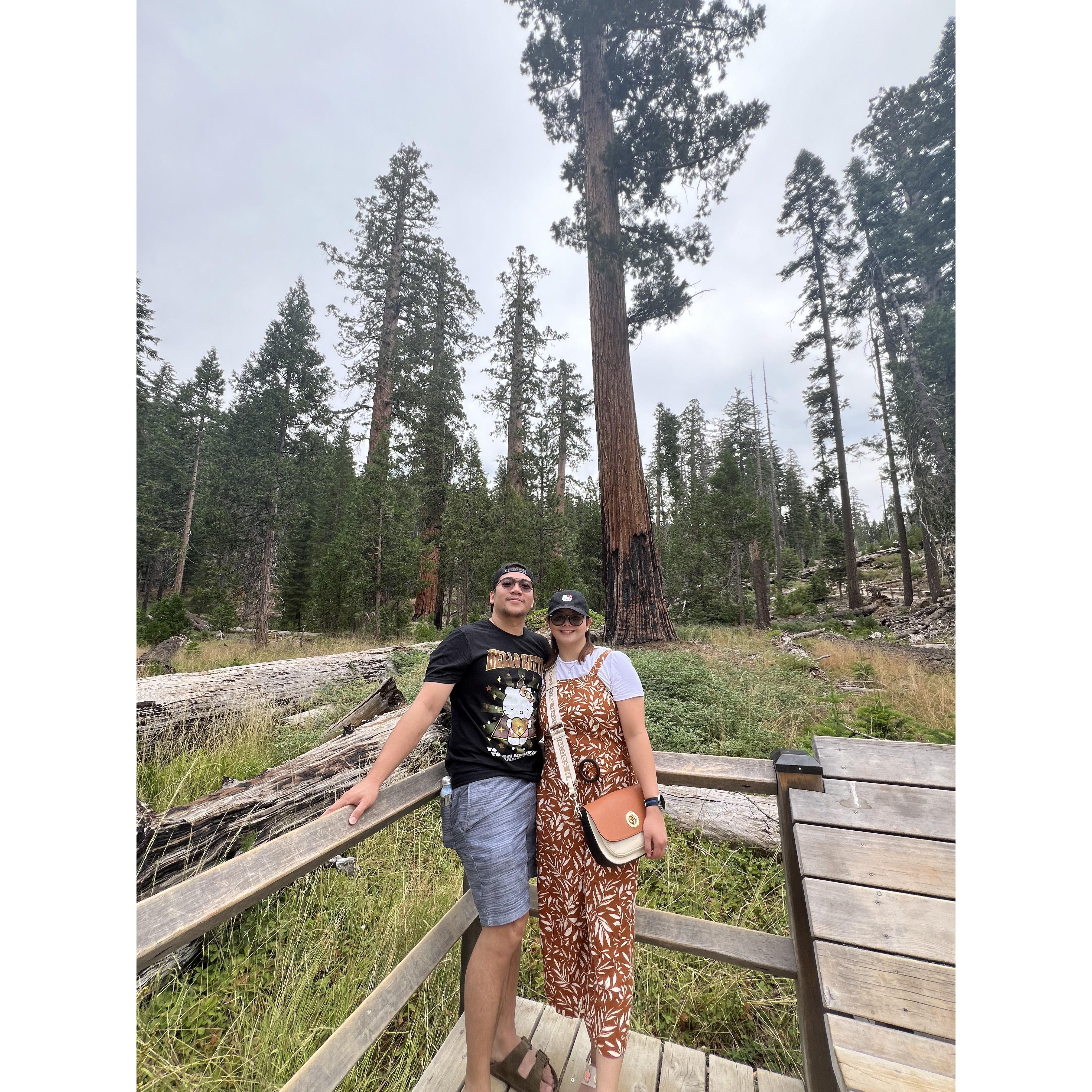 8/02/2024 - Mariposa Grove of Giant Sequoias