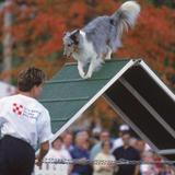 Purina Drive