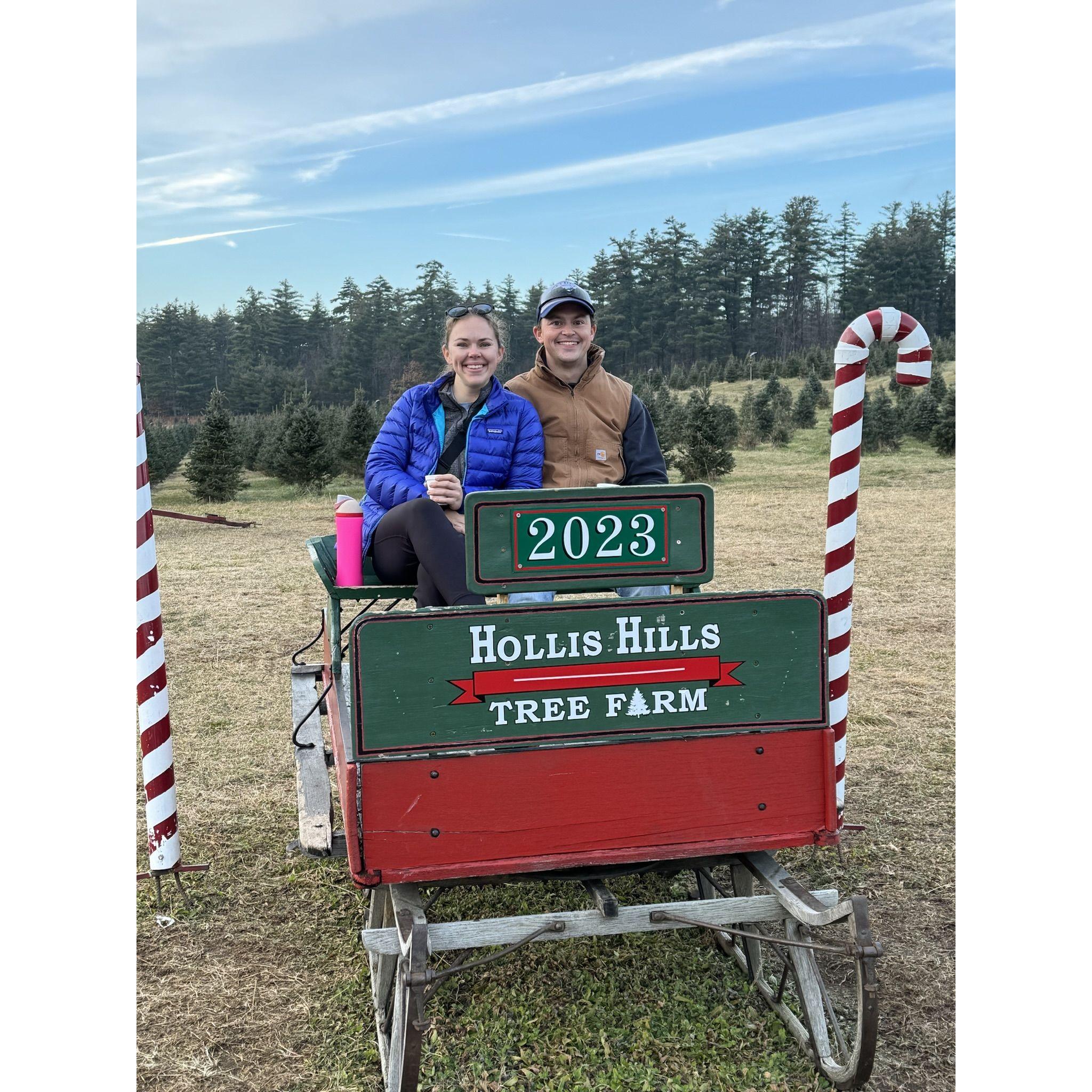 Cutting our Christmas tree, 2023