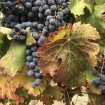 Amelia Wynn Winery Tasting Room