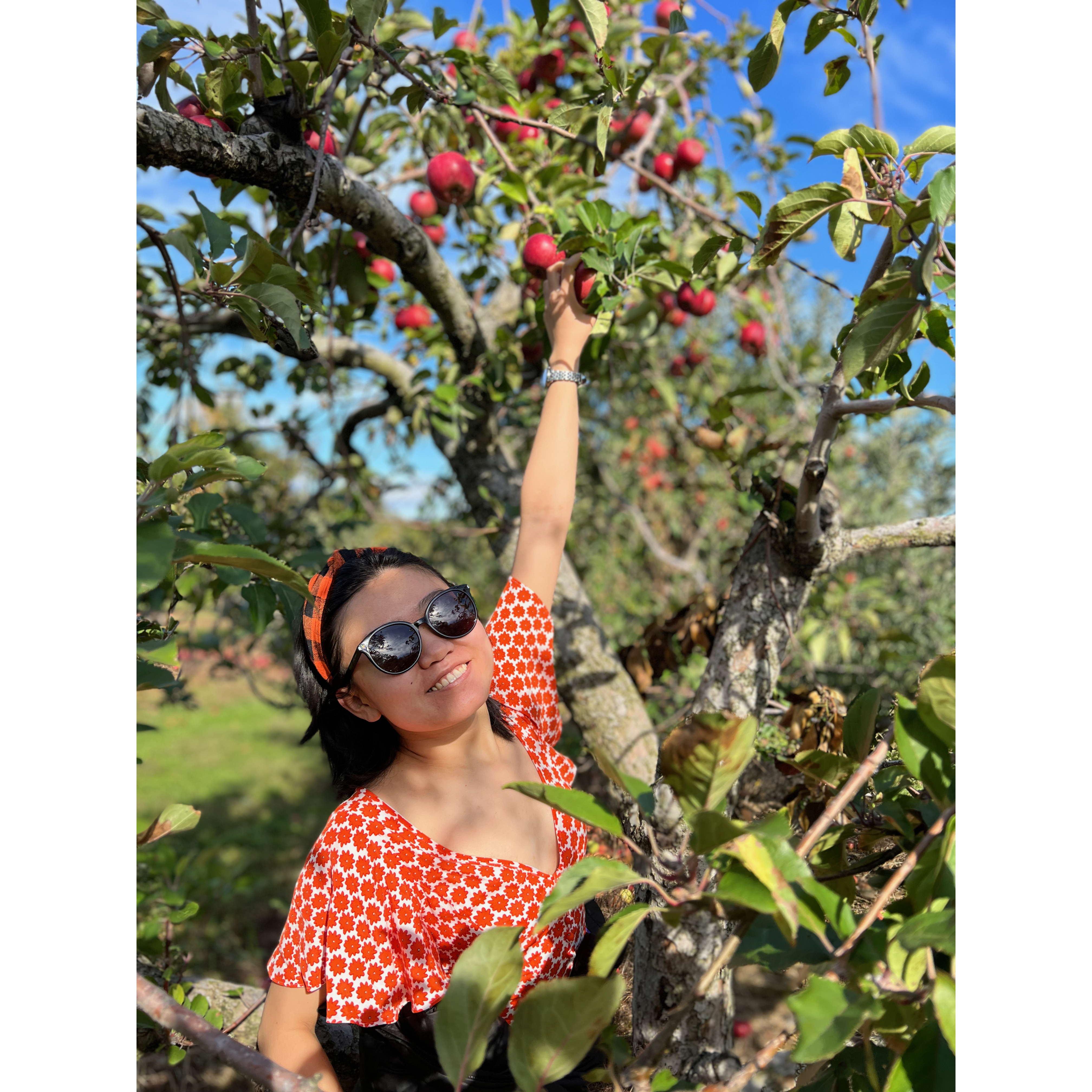 Picking apples in upstate NY