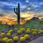 Desert Botanical Garden