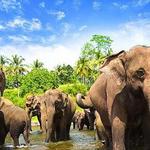 Visit an Elephant Orphanage