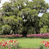 Airlie Gardens