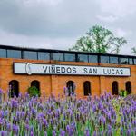 Viñedo San Lucas