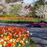 The Dallas Arboretum and Botanical Garden