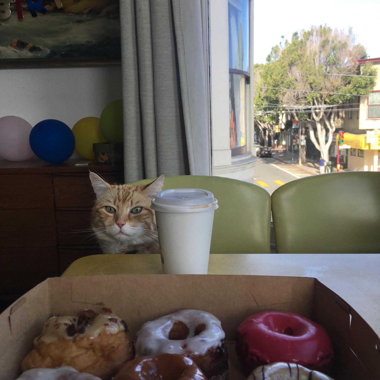Rocky's birthday with Philbert and donuts.