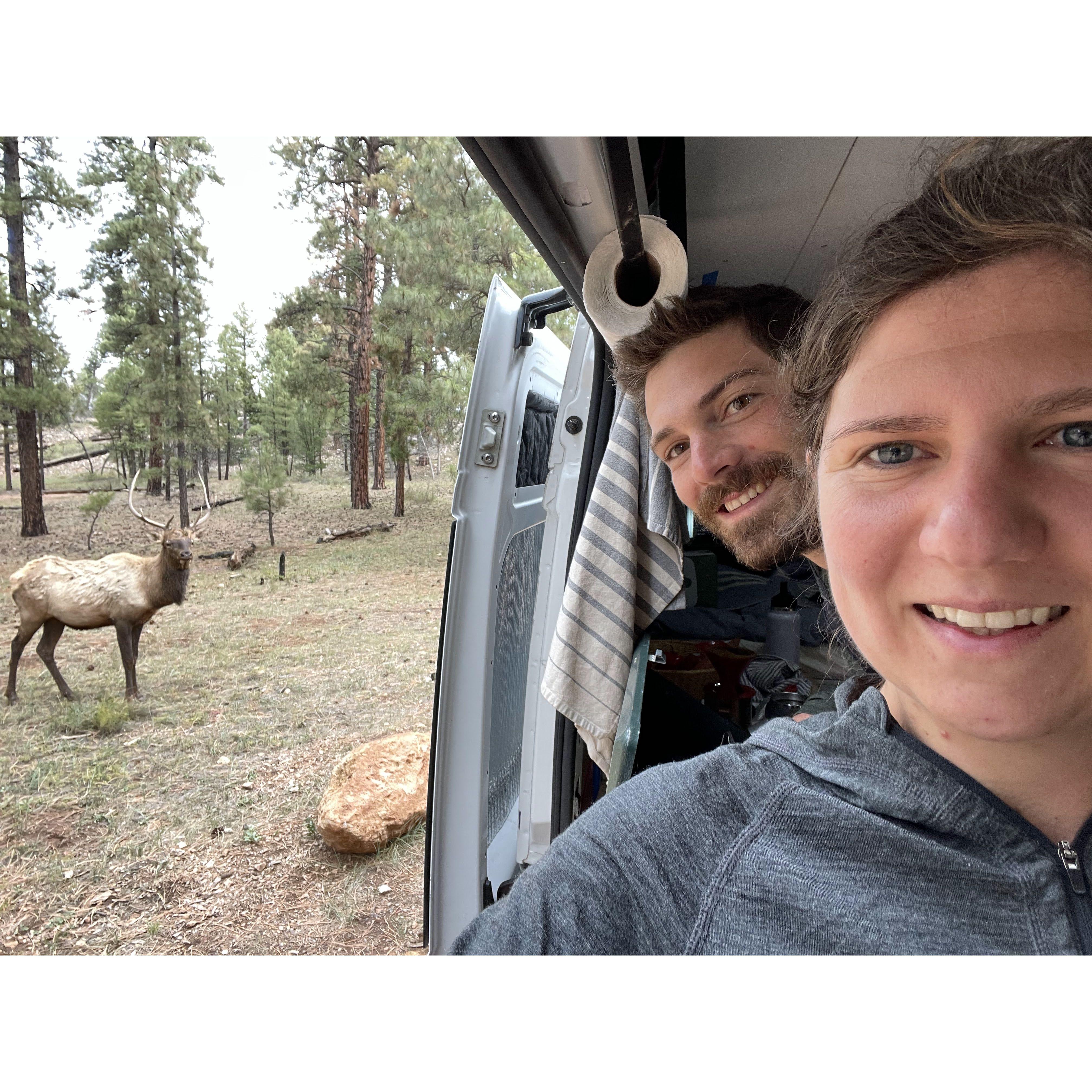 Van camping with an elk!