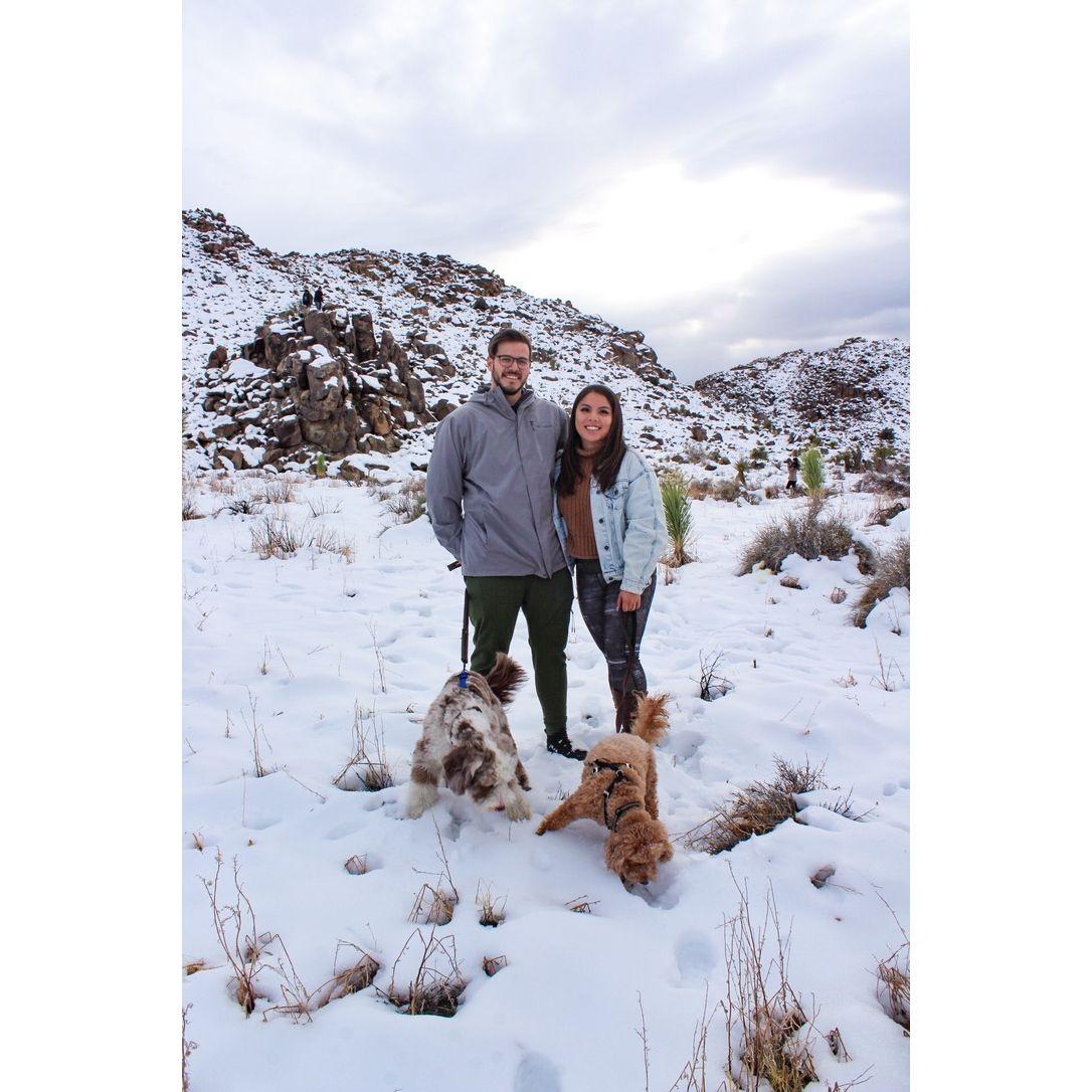Joshua Tree in the snow (2020)