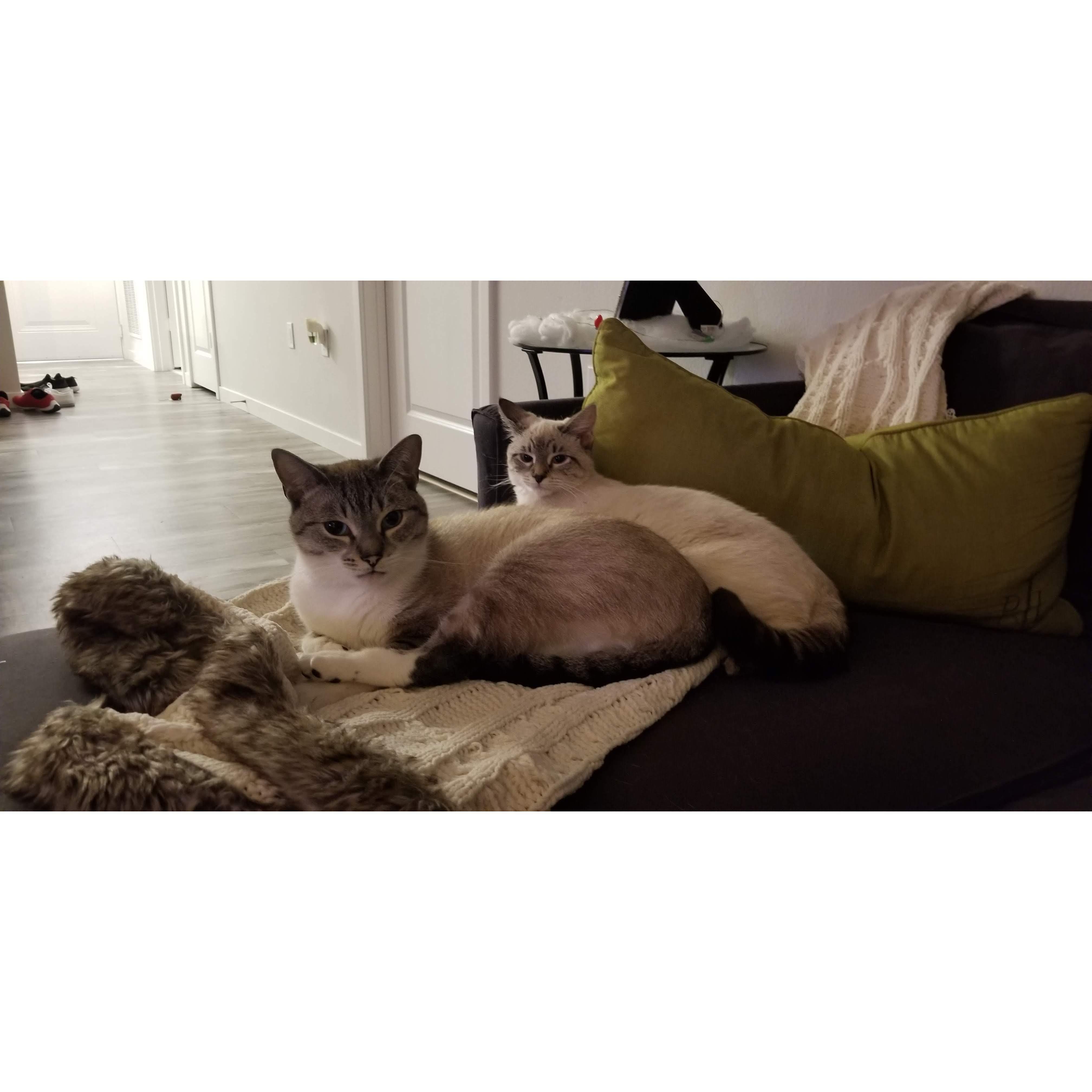 Our Beautiful Fur babies Mia and Maverick!