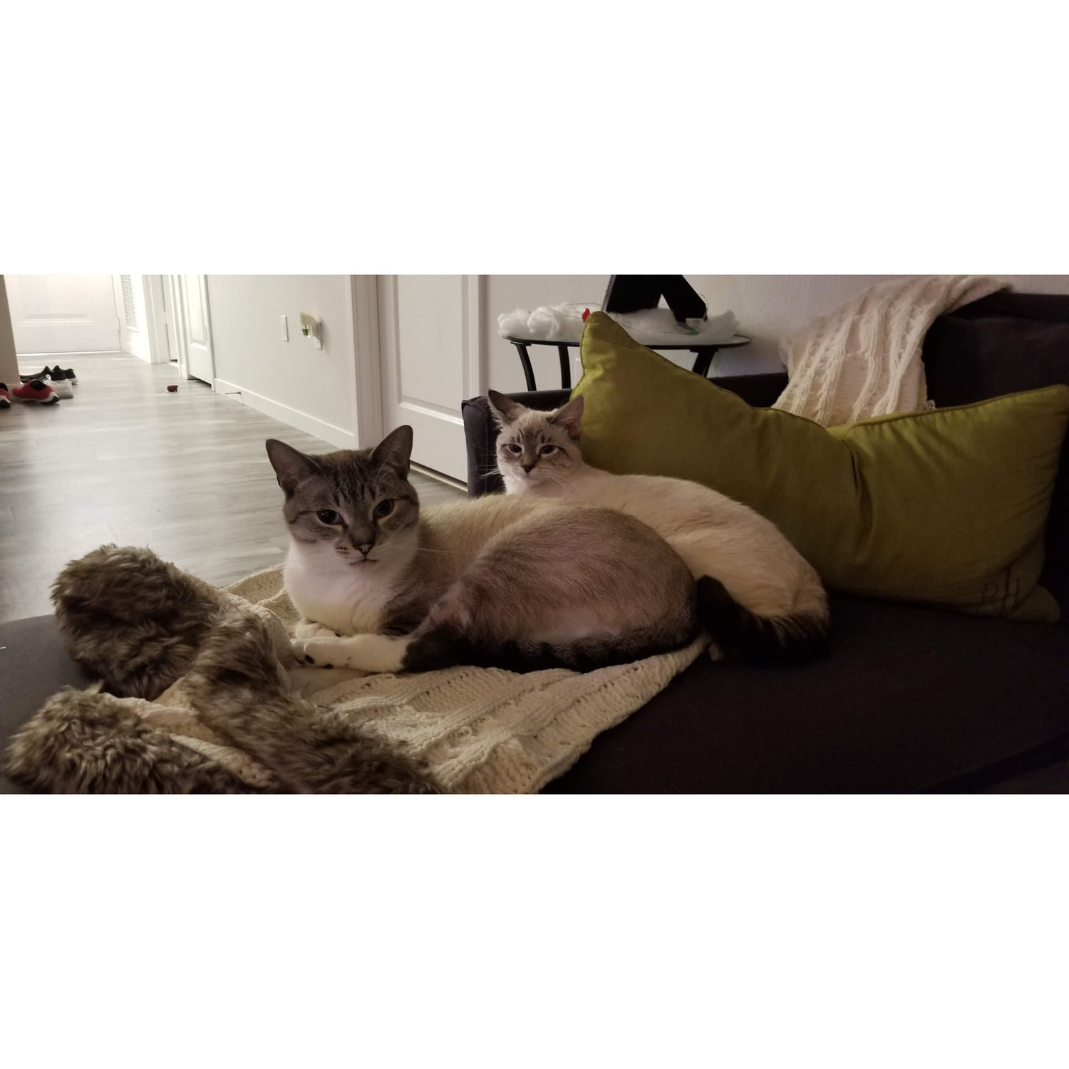 Our Beautiful Fur babies Mia and Maverick!