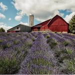 Lavender Hill Farm