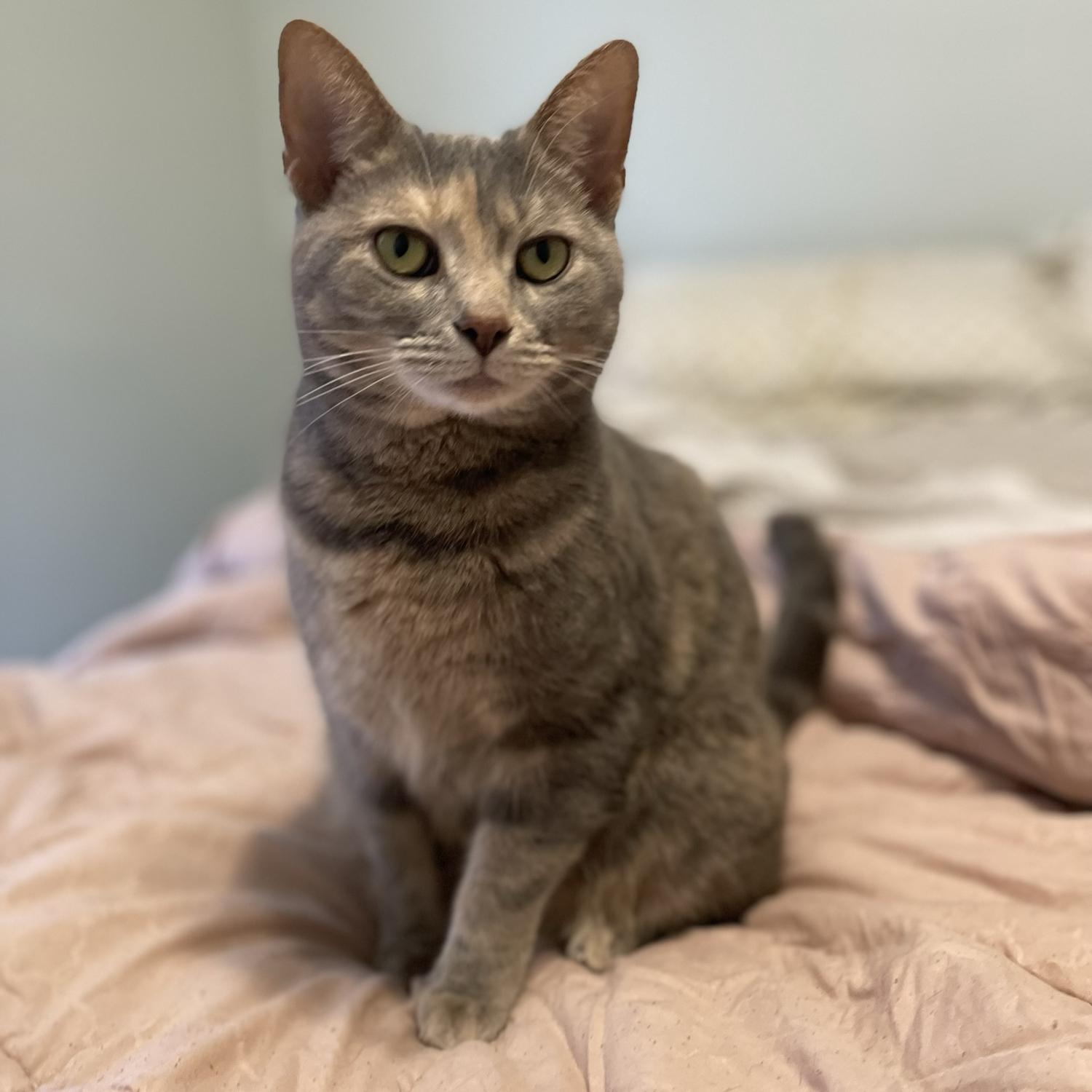 Our cat River Styx