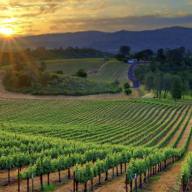 Yarra Valley Wine Tasting