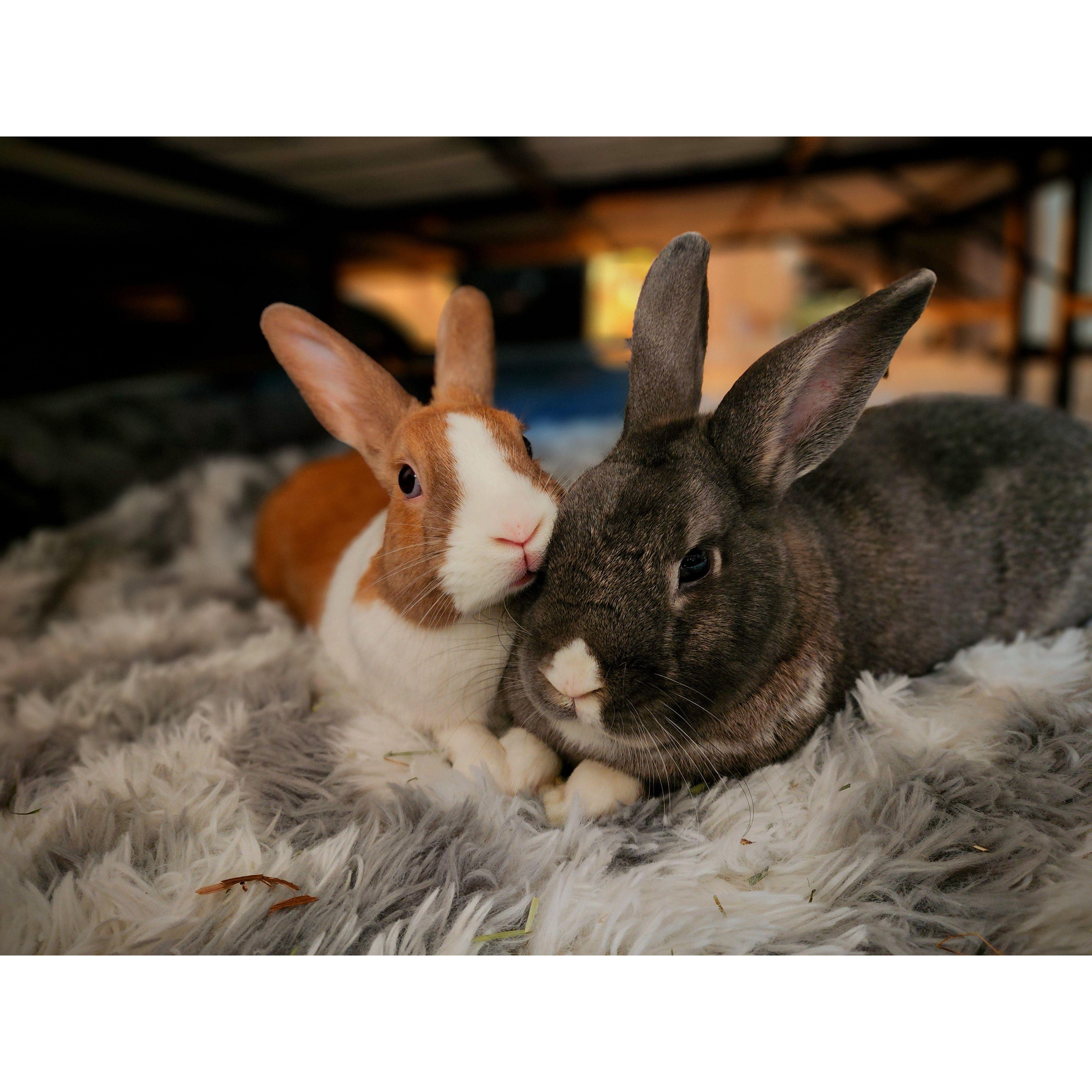 Our beloved rabbits, Rory and Hux