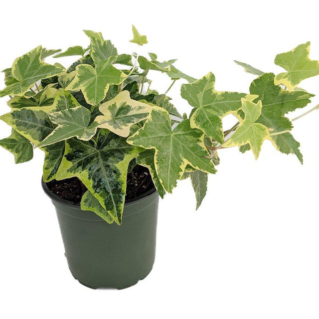 Gold Child English Ivy - Hardy Groundcover/House Plant - Sun or Shade - 4" Pot