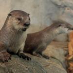 Great Lakes Aquarium