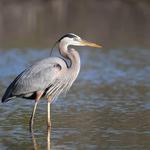 Mass Audubon's Great Neck Wildlife Sanctuary